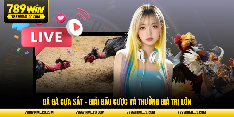 Đá gà cựa sắt giải đấu cược và thưởng giá trị lớn